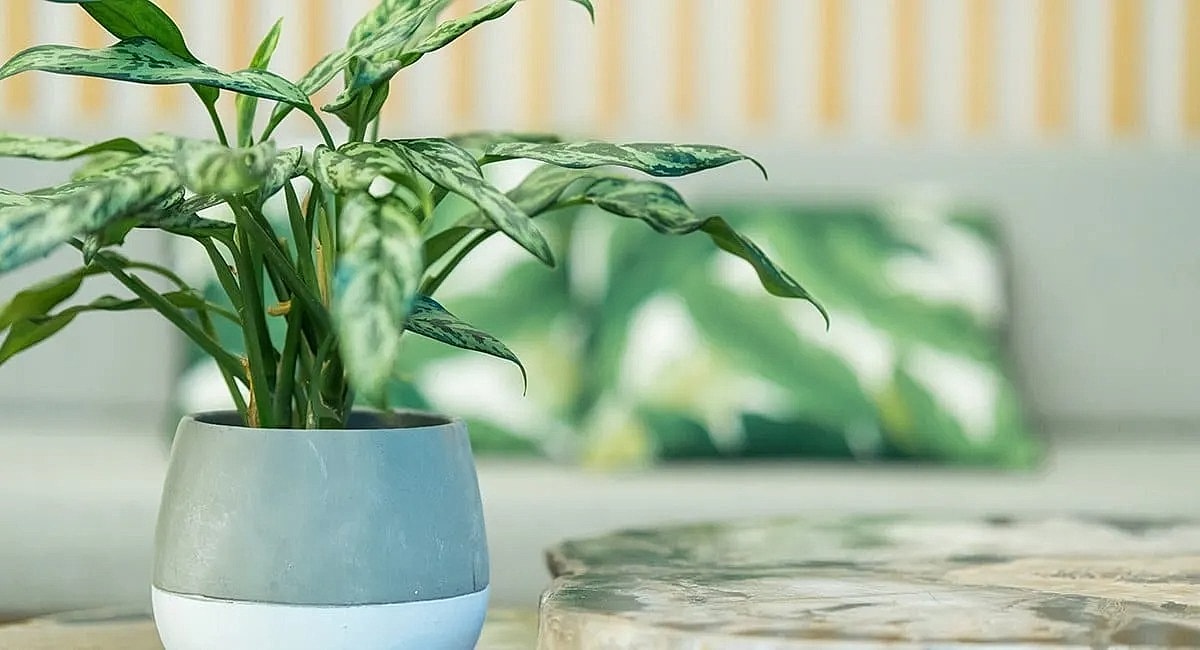 Potted plant on a wooden table indoors.